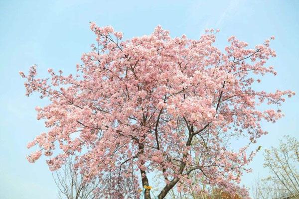 上海哪里的樱花最美 上海看樱花的公园