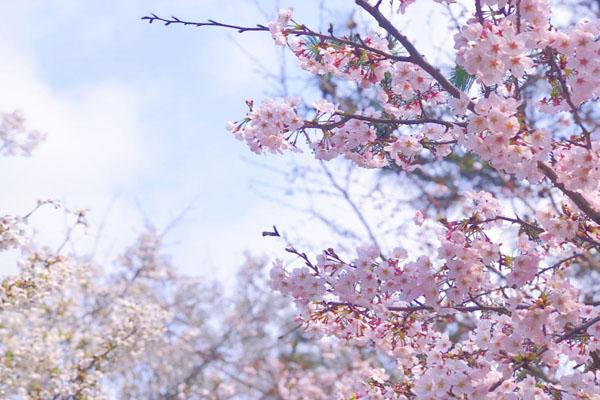 上海哪里的樱花最美 上海看樱花的公园