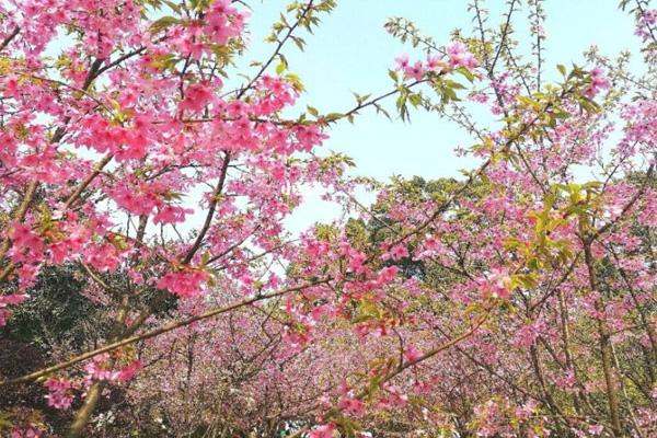 2022重庆南山植物园樱花什么时候开 交通指南