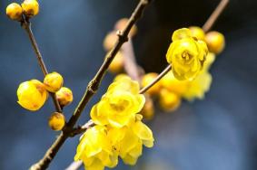 北京春季赏花攻略 春游踏青赏花好去处