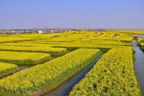 2022兴化油菜花景点在哪里及游玩攻略