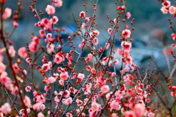 连云港云台山景区春季有哪些花