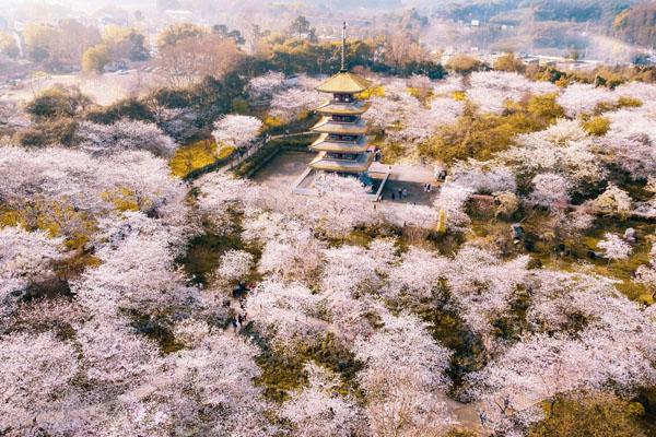 武汉赏樱花景点介绍 看樱花最美的地方
