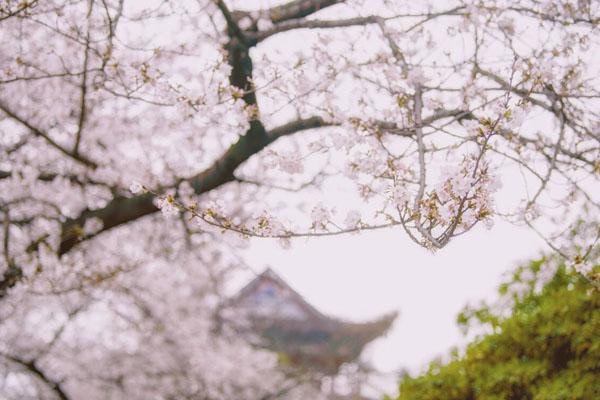 武汉赏樱花景点介绍 看樱花最美的地方