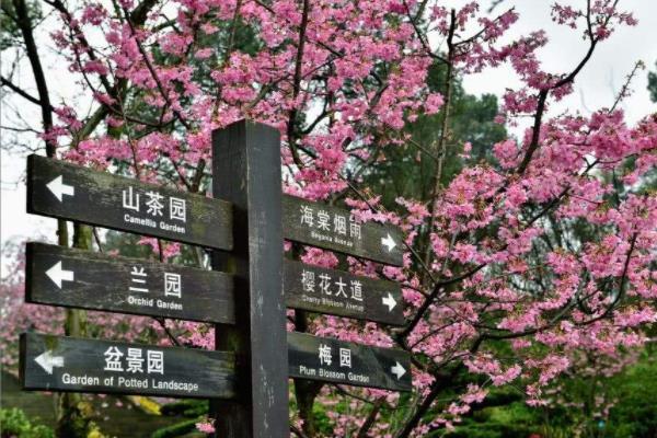 重庆那里能够看樱花 最好樱花景面保举