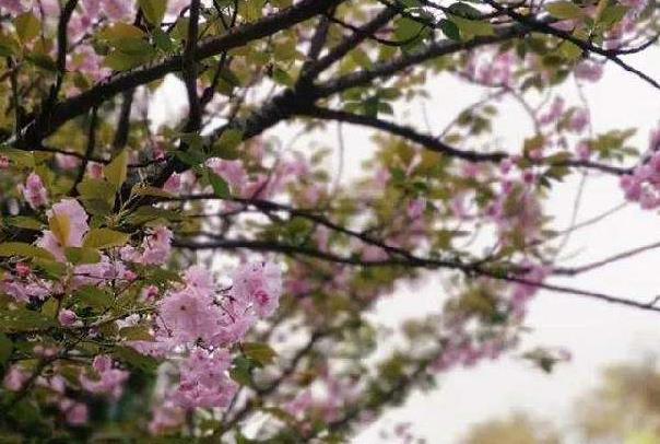 重庆那里能够看樱花 最好樱花景面保举