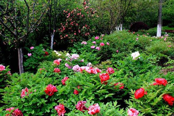 2022武汉植物园牡丹花展活动时间及门票价格