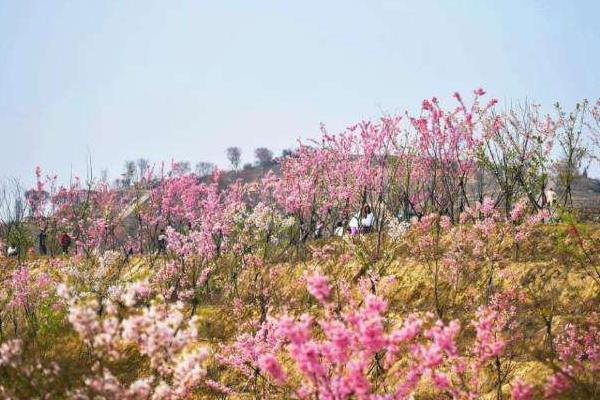 重庆江津春季有哪些赏花的地方