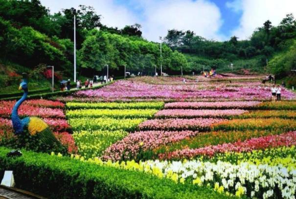 重庆江津春季有哪些赏花的地方