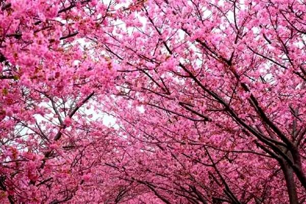 2022重庆猫山的樱花开了吗?门票需要多少钱