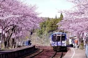 安徽賞花好去處 安徽賞花最佳地點推薦