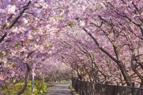 2022湖南省植物园樱花什么时候开 最佳观赏时间