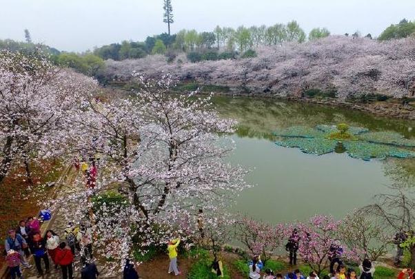 2022湖南省植物园樱花什么时候开 最佳观赏时间