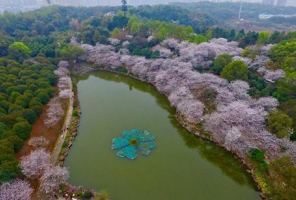 2022湖南省植物园樱花什么时候开 最佳观赏时间