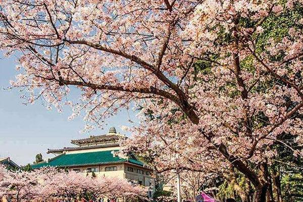 2022武汉大学樱花节门票多少钱