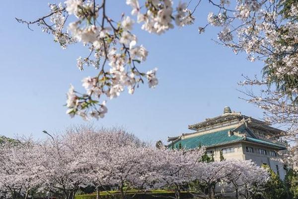 2022武汉大学樱花节门票多少钱