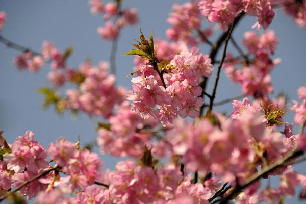 2022武汉免费看樱花景点一览