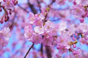 天津春天赏花的地方有哪些 春季最佳赏花的地方
