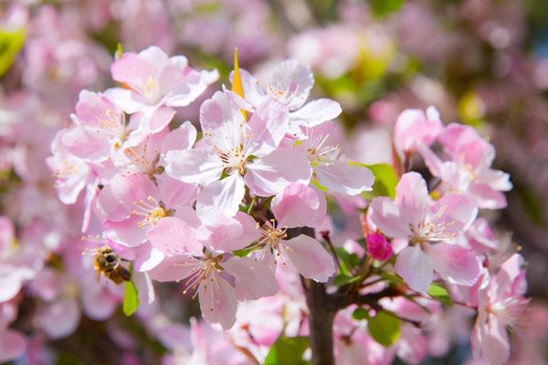 天津春天赏花的地方有哪些 春季最佳赏花的地方