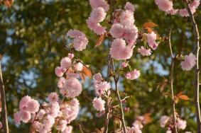 广东中山哪里有花海 春季赏花推荐