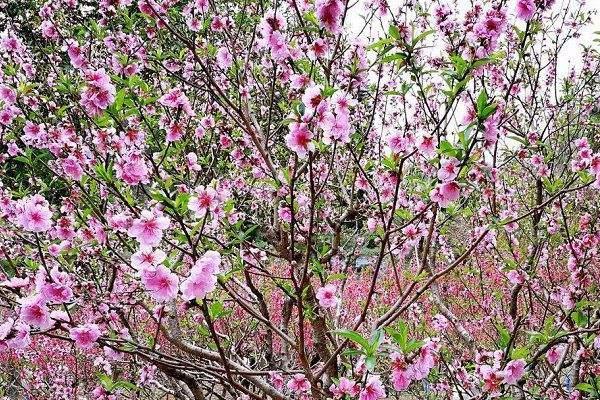 广州春季有什么花 赏花景点推荐