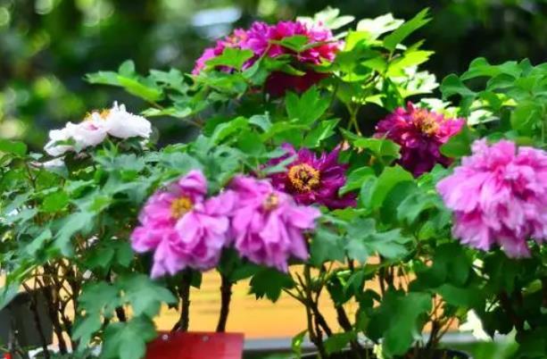 广州春季有什么花 赏花景点推荐