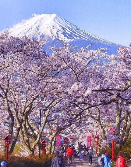2022富士山樱花照片/图片(图文)