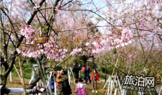 2022年圭峰山樱花什么时候开 圭峰山樱花哪个入口近