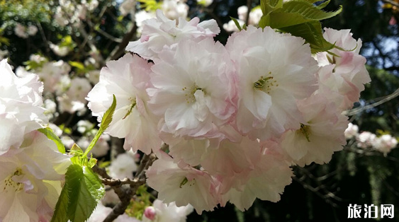 上海顧村公園櫻花什么時候開 顧村公園櫻花最佳觀賞地點推薦