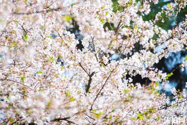 2022鸡鸣寺樱花开放时间是几月份