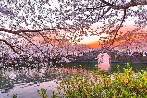 2022黿頭渚櫻花節時間 附開放時間和門票價格介紹