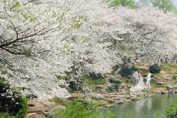 长沙去哪里看樱花 长沙赏樱最佳地点