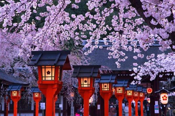 京都樱花的开放时间2022 京都看樱花地点推荐