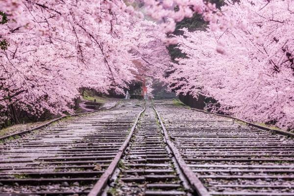京都樱花的开放时间2022 京都看樱花地点推荐