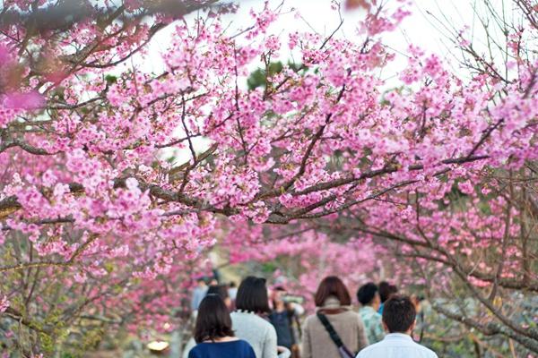 冲绳樱花开放时间2022 冲绳赏樱花攻略