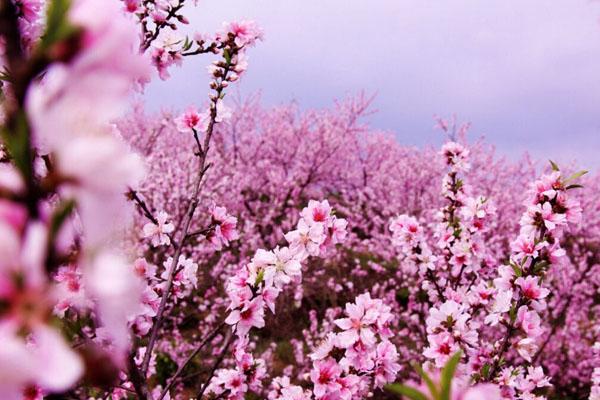 長沙看桃花去哪里好 最好的地方推薦