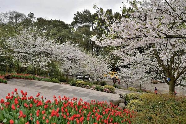 2022重庆南山植物园赏花攻略(附交通指南)