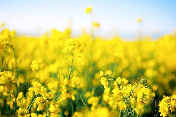 安徽看油菜花最好的地方 九大最美观赏地