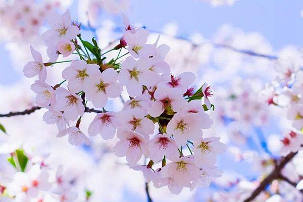 2022武汉大学樱花节可以随意免费进入吗