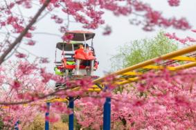 2022成都漫花庄园樱花几月开 樱花花期