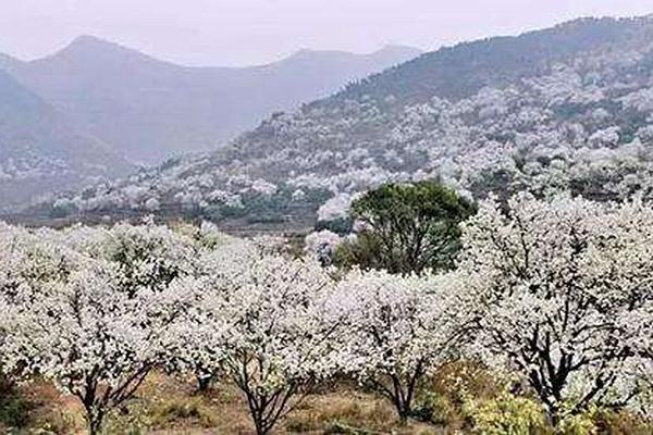 湖北赏花的地方有哪些 湖北赏花最佳地点