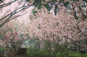 重庆哪里有看樱花的地方 赏樱胜地推荐
