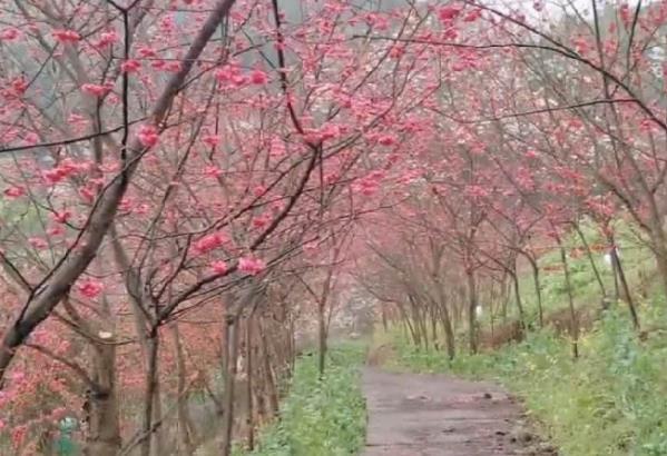 重庆哪里有看樱花的地方 赏樱胜地推荐