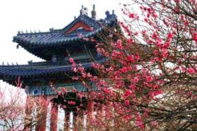 南京春季赏花旅游