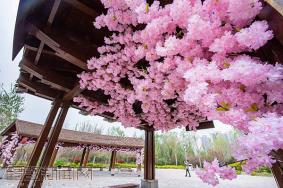 2022鹤壁樱花节是几月几日?在什么地方什么时候开启?