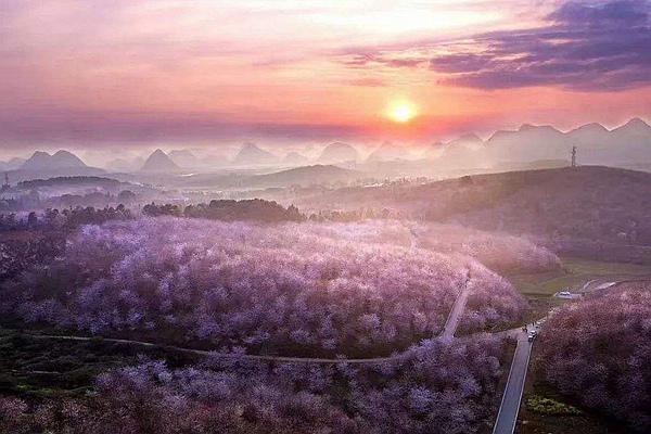 贵州平坝樱花观赏指南2022 附最佳观赏时间及赏樱路线