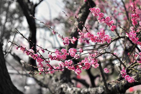 杭州哪里可以赏梅花 附最佳观赏时间