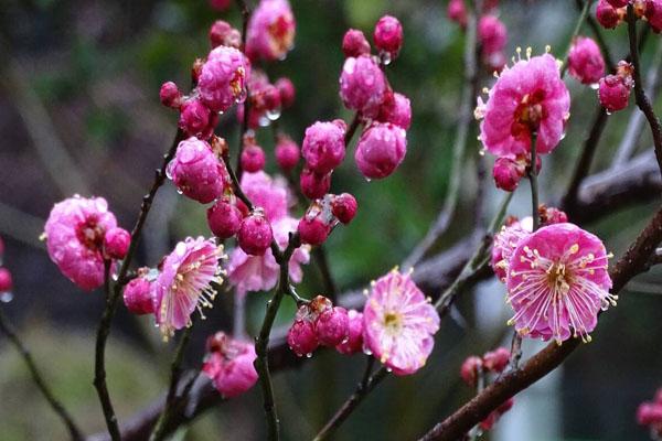 杭州哪里可以賞梅花 附最佳觀賞時間