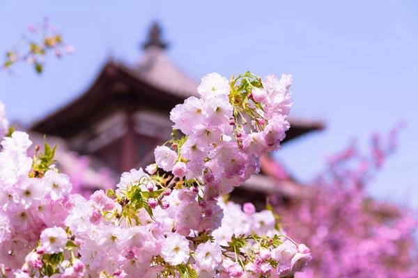 2024年西安青龙寺樱花几月开 开了吗现在