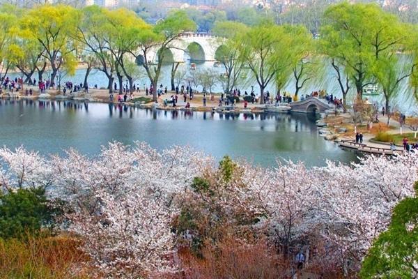 2022北京玉淵潭公園櫻花開放時間